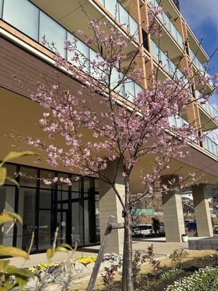 ふれあいの杜さがみ湖