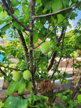 ふれあいの杜さがみ湖