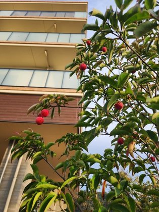 ふれあいの杜さがみ湖