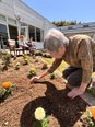 春の花植え