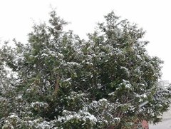 函館は、4月も雪です。