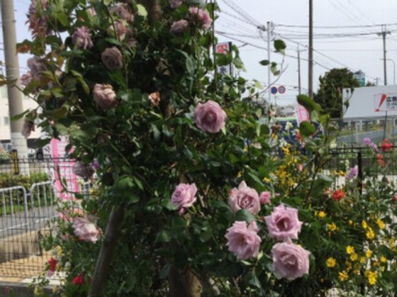 グランメゾン迎賓館 豊中浜