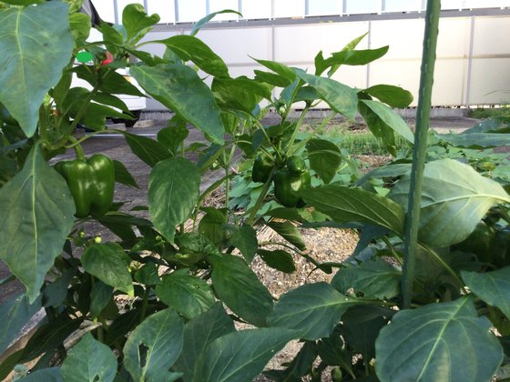 グランメゾン迎賓館京都桂川