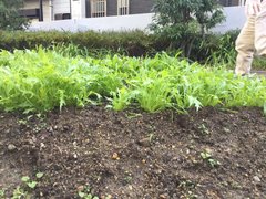 当住宅の畑をご紹介いたします。