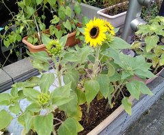 お花がさきました!!!