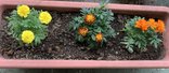🌼 マリーゴールドの植え付けを楽しみました!🌼