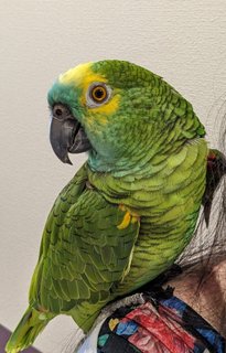 オウムちゃんが入居されました。