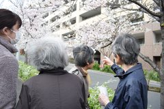 ちょっとおさんぽ お花見へ🌸