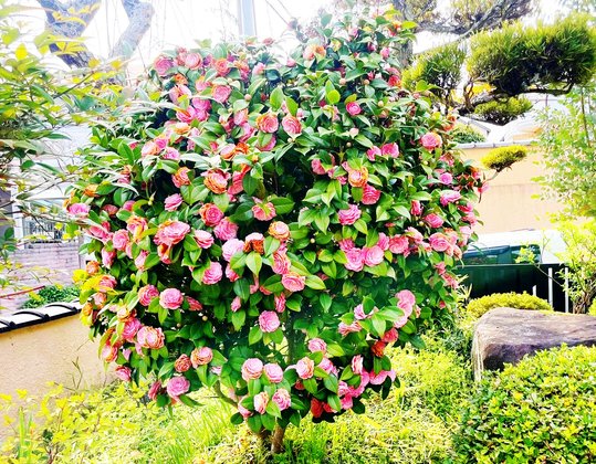 グループホームまごころ