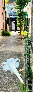 裏の花