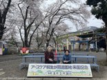 お花見