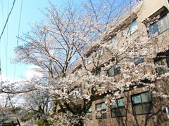 今年も桜が見事に咲いておりました。