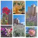 ◆月寒公園の夏を彩る花・花・花◆