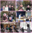 🌸 春の桜散歩 in ヴェラス月寒公園 🌸