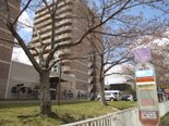 「ヴェラス藤野 桜開花状況と施設見学のお知らせ」