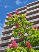 光ハイツ・ヴェラス琴似