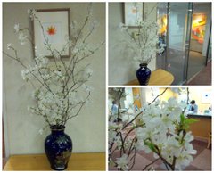 🌸**しだれ桜が咲きました**🌸