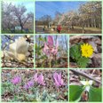 真駒内公園の花々🌸