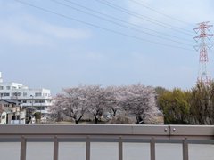 桜が満開です。