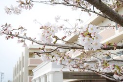 ルーエの桜