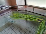 令和8年5月6日 【菖蒲湯】