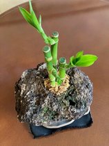 ハートフルタウン今池