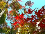 秋色さらに濃く