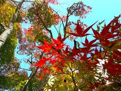 秋色さらに濃く