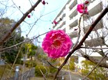 中庭の紅梅