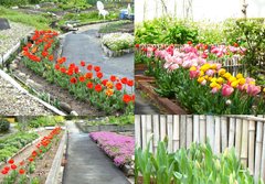 2026年のチューリップ