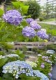 2026年の紫陽花
