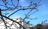 ソメイヨシノ