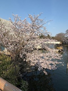 【日常シリーズ】明日から・・・🌸