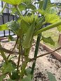 楽しい菜園活動