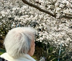 桜を見ながら、ほっとひと息🌸