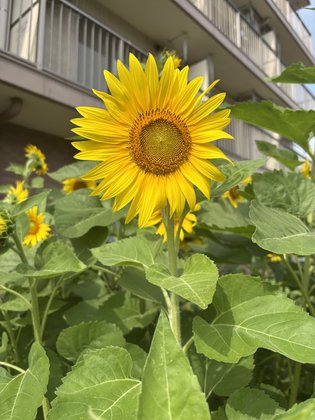 きずなの家こうた