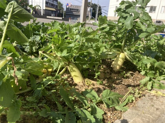 メディケア はなの家