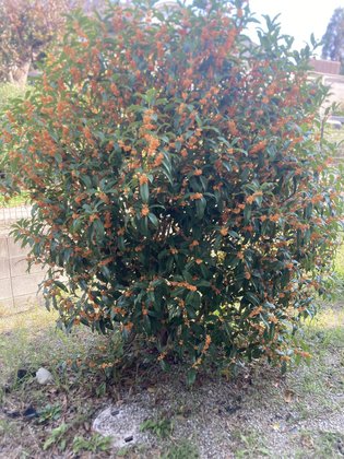 メディケア はなの家