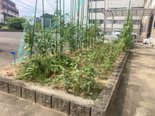 猛暑の中の水やり