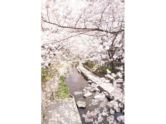 ＳＯＭＰＯケアラヴィーレ多摩川桜並木