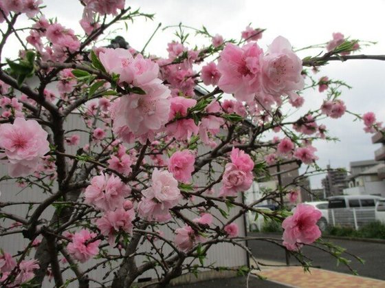 ＳＯＭＰＯケアラヴィーレ戸田