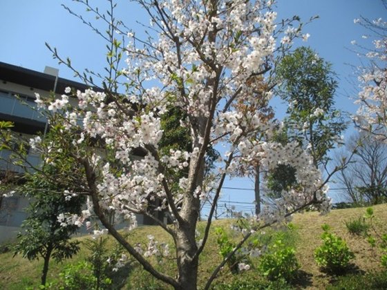ＳＯＭＰＯケアラヴィーレ赤塚公園
