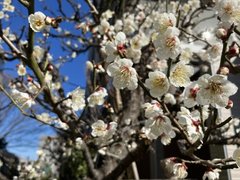 水滴の 凍るゆふべぞ 梅にほふ