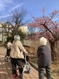 🌸裏庭に咲いた、小さなお花見会🌸