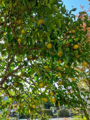 気まま館 東大和