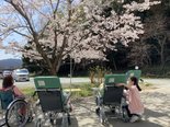 お花見