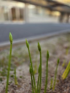 彼岸花