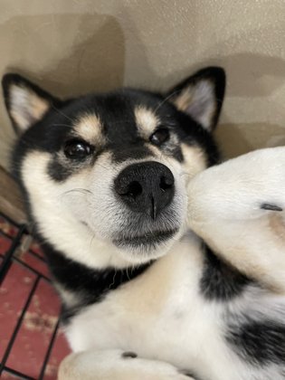 シャトーヨサミ ウェルネス