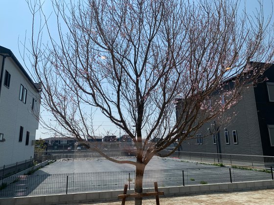 ラシカルつつむ 港大西