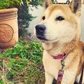 株式会社アトリエあふろ 佐藤福子（ライター）